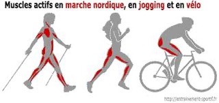 marche nordique 2_1.jpg marche-nordique-trakks-conseil-coach